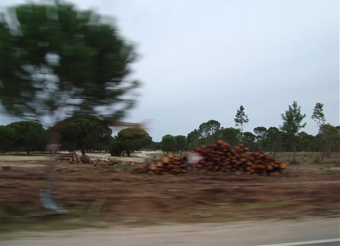 Clique para ampliar

Nome:  2011-11-lagoa-3.jpg
Vistos: 8260
rea:  53,4 KB