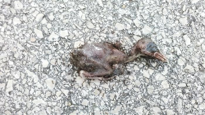 Clique para ampliar
Nome:  IMG_20180521_202425-.jpg
Vistos: 12744
Área:  216,3 KB